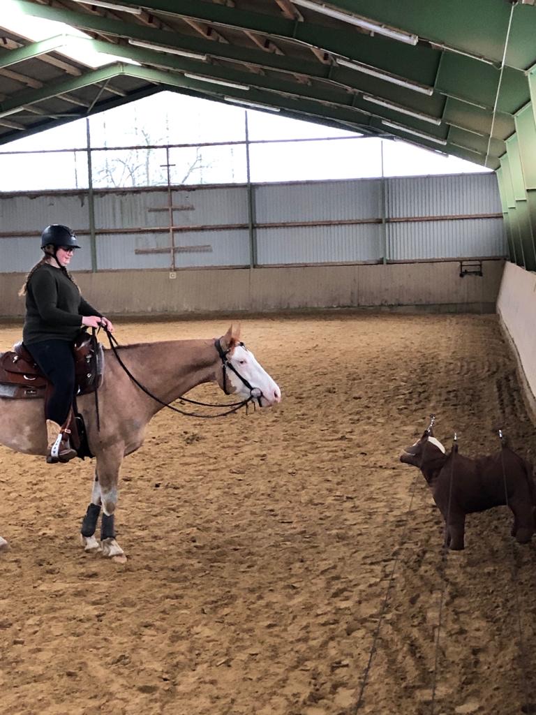 Reiterin mit Pferd beim Training an der Cutting-Maschine in der Reithalle