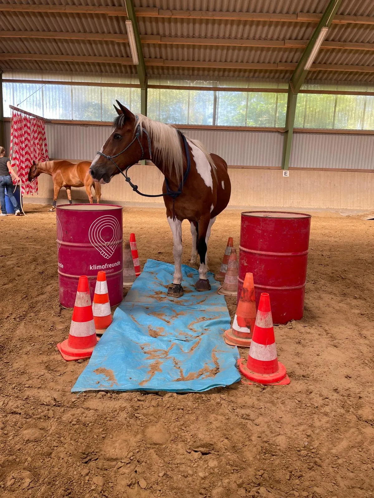 Pferd beim Training in der Reithalle