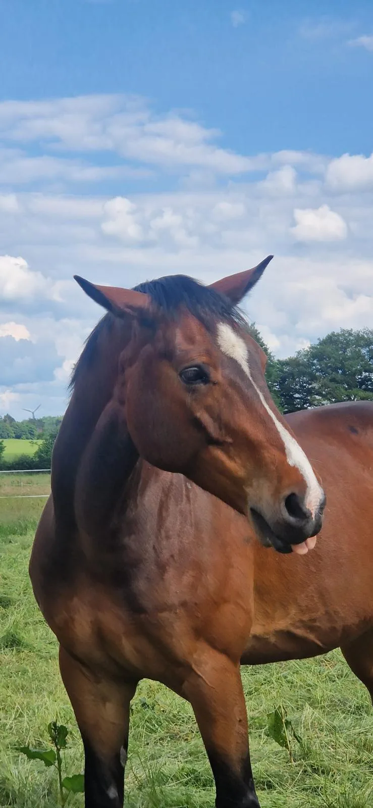 Braunes Pferd auf der Sommerweide der JoKa-Farm