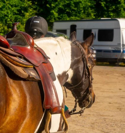 Gesatteltes Pferd vor einem geführten Ausritt