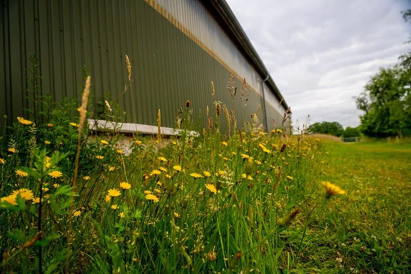 Wildblumenwiese neben der Reithalle