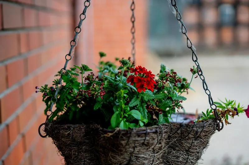 Blühende Blumenampel am Stallgebäude